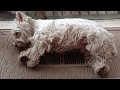 cute westie enjoying the ducted heating