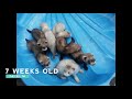 Ferret kits 1 photo every day from birth to 8 weeks.