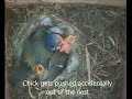 PushedOutOfNest