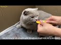 Cat Giving Birth: Cat givings birth to 3 kittens of the same color - Part 1.