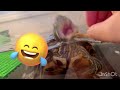 『爬虫類とカエルに洗脳ch』紹介動画part II