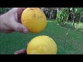 Growing the Ponderosa Lemon Tree and a Look at the Fruit it Produces