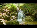 flowing waterfall, Birds 🐦 chirping on tree 🌲 branches