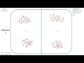 Meiosis in Human Cells