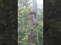 cat gets stuck in tree