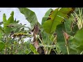 PANANA DISEASE/ FUSARIUM WILT Part II