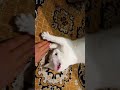 #котик  Кошечка  Беллочка