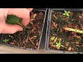 Propagating Softwood Cuttings of Hydrangea | Rooting Cuttings Earlier in the Summer