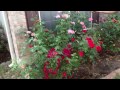 How to Naturally kill rid  insects Aphids from Roses & Garden DIY