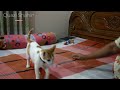 crazy cat acrobatics | cat acrobatics reaction