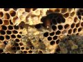 Honey Bees in Winter - An Amazing Sound