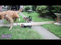 Beagle Puppies Growing up Part 2 - 4 weeks to 8 weeks