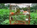 鳥聲 birds - 綠繡眼 , 清晨雄鳥鳴叫的聲音很美妙