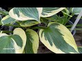 Hosta Twilight from Rewela Hostas