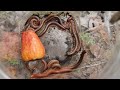 Walking inside mountain to Millipede | Hunting lots big millipedes #insects #animal #pets