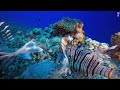 Under Red Sea 4K - Incredible Underwater World - Tropical Fish, Coral Reefs, Sea Turtle in Aquarium