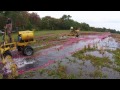 The Cranberry Harvest Experience