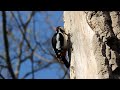 Great Spotted Woodpecker on a tree