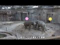 子象タオを守り育てる姿が素晴らしすぎた！アジアゾウガイド・みんなで屋外へ〜円山動物園アジアゾウ4頭同居訓練中~Herd of Asian Elephants in training