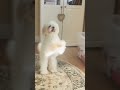 #dog #floofs