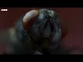 Corpse Flower Stinks of Death I The Green Planet I BBC Earth