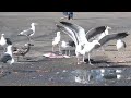 Herring & Western Gulls - Dinner Time!