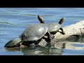 WHICH ONE DO YOU LIKE THE MOST?. 50 SPECIES OF POND TURTLES (Emydidae)