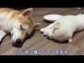 【柴犬 子犬】初めて離乳食を食べたら胃がびっくりして気分が悪くなってしまった子犬