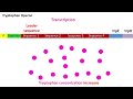 Tryptophan operon