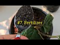 पान के पौधे को घर पर गमले मे कैसे उगाएं | ये चीज डाले तेजी से बढ़ेगा#Best Fertilizer For Betel leaf