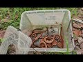 Explore and Captured Millipede | Hunting lots big millipedes #real #insects #animal #pets