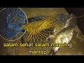 super jitu||umpan ikan mas dadakan malam hari mancing kolam harian.