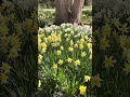 Daffodils #flowers #nature  #lover   @BecomingFilipino ￼