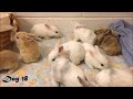 Harlequin Baby Bunnies Days 1-25
