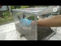 Pano gumawa Ng Bahay Ng Tarantula || Tarantula #gardening #landscape