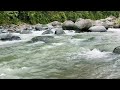 River sounds that purify the mind and body, bird sounds[study, work, sleep, relaxation, ASMR]