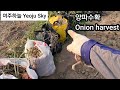 건강에 보물인 양파를 수확합니다. 보시면서 더욱 건강해 지시길 기대합니다. Onion harvest