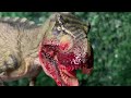 Godzilla vs. Tyrannosaurus Rex trailer