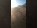 Mi-T Dog Happy on the Beach (Breed: Xoloitzcuintle)