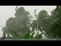 Tropical Rainstorm - 🌴 Palm Trees Blowing, Wind, Rain - Tropical Relaxation Background Ambience