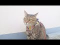 我が家の猫とスケボー亀、自宅警備をする【My cat and skateboard turtle guard my home】