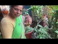 How to grow plumeria plant | चंपा को कटिंग से कैसे लगाएं @eknayisubah #sunitasharmaplantlover