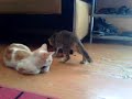 Kucing Kumincir-Video Lucu