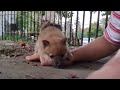 Our Shiba Inu toddler learns all about scratches today.