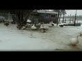 50 Ducks In A Hot Tub - DUCKGUIDE