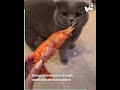 Does cat like seafood?