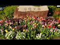 浮間公園 X チューリップ/花と光のムーブメント2024:Flower & Light Movement at Ukima Park-TOKYO