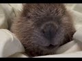 Beaver Snuggles and Snoozes - June 2024