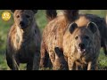 15 Most Cruel Moments When Hyenas Hunt Relentlessly | Animal Fight