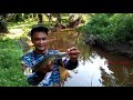 MANCING GABUS DI SUNGAI YANG MULAI KERING